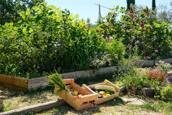 10 Legumes Recoltes  Club Paradis